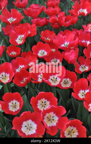 Trionfo tulipani (Tulipa) Red Power fiorire in un giardino nel mese di aprile Foto Stock