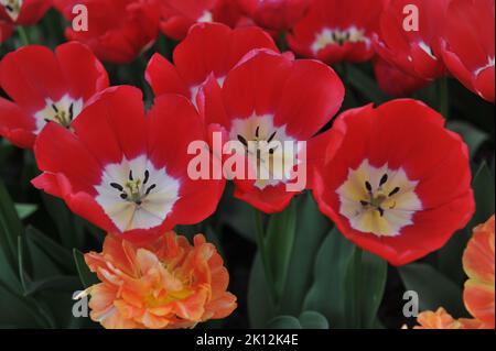 Trionfo tulipani (Tulipa) Red Power fiorire in un giardino nel mese di aprile Foto Stock