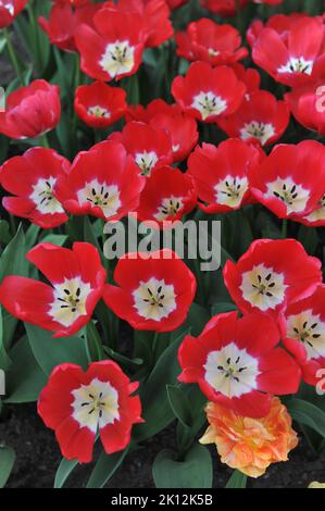 Trionfo tulipani (Tulipa) Red Power fiorire in un giardino nel mese di aprile Foto Stock