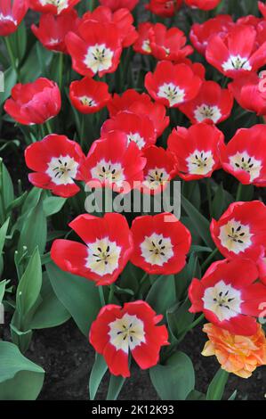 Trionfo tulipani (Tulipa) Red Power fiorire in un giardino nel mese di aprile Foto Stock