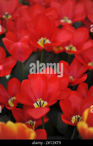 Tulipani Fosteriana (Tulipa) la Purissima Rossa fiorisce in un giardino nel mese di marzo Foto Stock