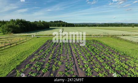 Cocomero citrullus lanatus piantare bio fattoria pianta campo crescita agricoltura drone aereo, coltivatore citron melone foraggio a semi rossi conservazione agricola Foto Stock