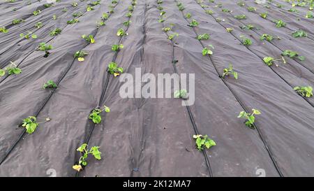 Cocomero citrullus lanatus piantare bio fattoria pianta campo crescita agricoltura drone aereo, coltivatore citron melone foraggio a semi rossi conservazione agricola Foto Stock