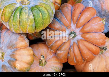 Vista dall'alto delle zucche multicolore 'Musquee de Provence' in pile Foto Stock
