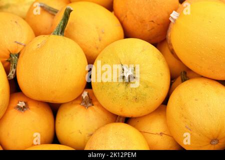 Zucca spaghetti con buccia gialla sul pelo Foto Stock