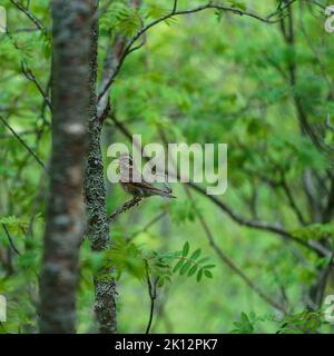 Fuoco selezionato su un uccello singolo Redwing, Turdus iliacus. Foto Stock