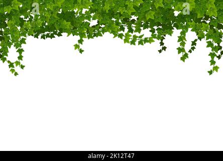 Liane di edera verde con foglie. Linea di confine vettoriale con viti di piante da giardino rampicante, rami del superriduttore e fogliame ghirlanda floreale. Ivy o hedera sempreverde piante liane e foglie verdi confine Illustrazione Vettoriale