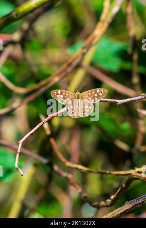 Una farfalla di legno puntinata maschio poggiata su un ramoscello. Pararge aegeria. Foto Stock