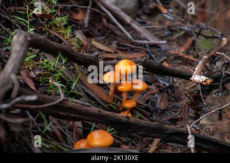 Lake St Clair Australia, funghi di cappellino d'arancia che crescono in lettiera di foglie sul pavimento della foresta Foto Stock
