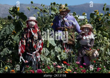 Lo Spaventapasseri nel campo Foto Stock