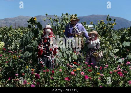 Lo Spaventapasseri nel campo Foto Stock