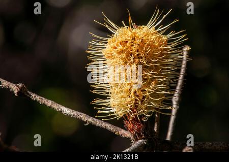 Lago St Clair Australia, cono giallo di una banksia d'argento al sole Foto Stock