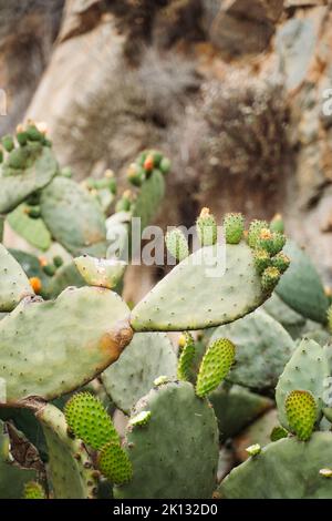 Cactus verde gigante in Morro Bay california ecosistema fauna selvatica lungo l'autostrada 101 Foto Stock