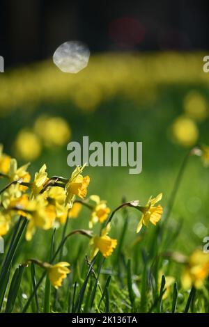 Le daffodils adornano la striscia mediana in Bealey Avenue a Christchurch, Nuova Zelanda Foto Stock