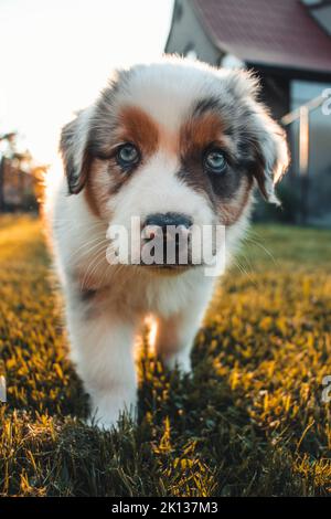 Cucciolo curioso corre alla macchina fotografica. Particolare sull'espressione di una femmina dall'occhio blu e di un cucciolo australiano del pastore. Faccia di un animale domestico dall'aspetto felice. Foto Stock