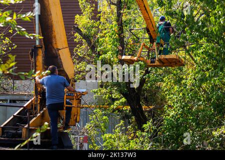 potando rami di albero da una gru. lavoratori di giardino Foto Stock