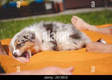 Il cucciolo australiano del pastore si trova in una coperta arancione e stuzzica il suo proprietario. Giocare con le dita dell'uomo. Giocare con un piccolo cane merle blu. Biti Foto Stock