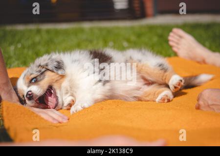 Il cucciolo australiano del pastore si trova in una coperta arancione e stuzzica il suo proprietario. Giocare con le dita dell'uomo. Giocare con un piccolo cane merle blu. Biti Foto Stock