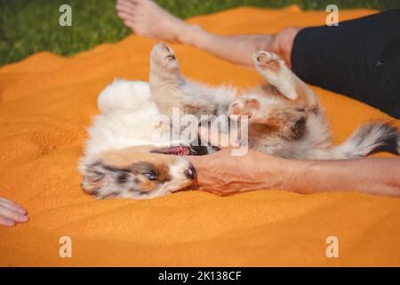 Il cucciolo australiano del pastore si trova in una coperta arancione e stuzzica il suo proprietario. Giocare con le dita dell'uomo. Giocare con un piccolo cane merle blu. Biti Foto Stock