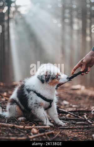 Giovane femmina australiana cucciolo Pastore di colore blu merle sta tirando su un ramo con il suo proprietario. Giocare con un bastone nella foresta. Divertimento per un piccolo Foto Stock