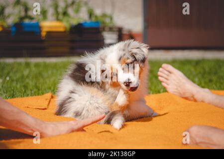 Il cucciolo australiano del pastore si trova in una coperta arancione e stuzzica il suo proprietario. Giocare con le dita dell'uomo. Giocare con un piccolo cane merle blu. Foto Stock