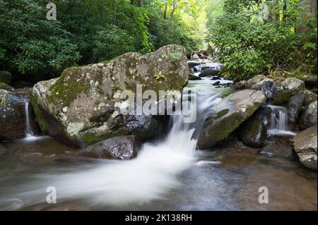 Un ruscello di montagna calmante fluisce attraverso la foresta estiva densa, le montagne di Blue Ridge, le montagne di Appalachian, la Carolina del Nord, gli Stati Uniti d'America Foto Stock