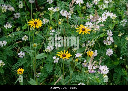 Fiori selvatici in un prato di montagna lungo l'Appalachian Trail, Blue Ridge Mountains, North Carolina, Stati Uniti d'America, Nord America Foto Stock