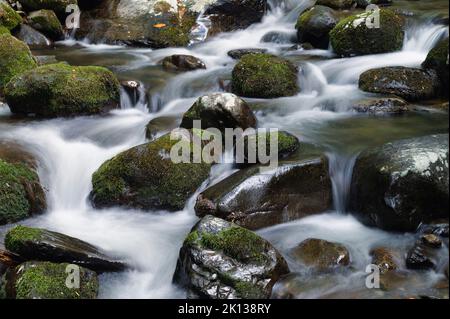 Un ruscello di montagna calmante fluisce attraverso la foresta estiva densa, le montagne di Blue Ridge, le montagne di Appalachian, la Carolina del Nord, gli Stati Uniti d'America Foto Stock