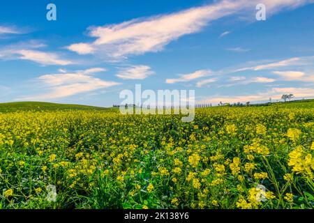 Prati e fattoria in primavera, Val d'Orcia, Toscana, Italia, Europa Foto Stock