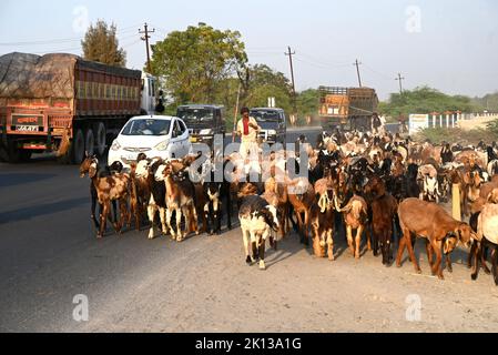 Capre che sono mandate indietro a casa al crepuscolo lungo la strada principale e traffico pesante nella città di Bhuj, Gujarat, India, Asia Foto Stock