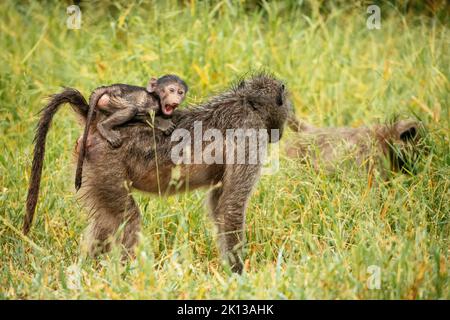 Baboon donna che porta il suo bambino, Makuleke Contractual Park, Kruger National Park, Sudafrica, Africa Foto Stock
