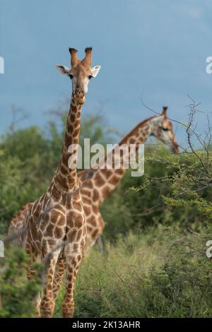 Giraffe, Marataba, Parco Nazionale di Marakele, Sudafrica, Africa Foto Stock
