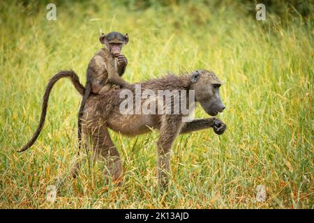 Baboon donna che porta il suo bambino, Makuleke Contractual Park, Kruger National Park, Sudafrica, Africa Foto Stock