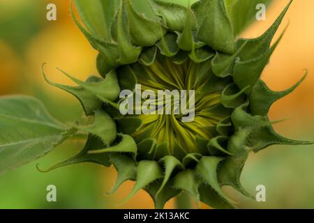 Un bocciolo di girasole sta per aprirsi Foto Stock