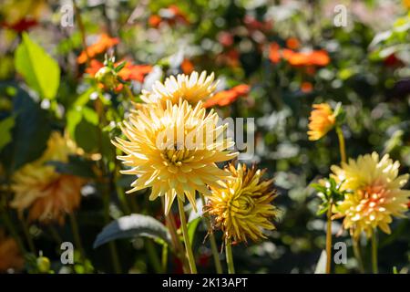 Cactus Dahlia fiori in un giardino estivo, Inghilterra, Regno Unito Foto Stock
