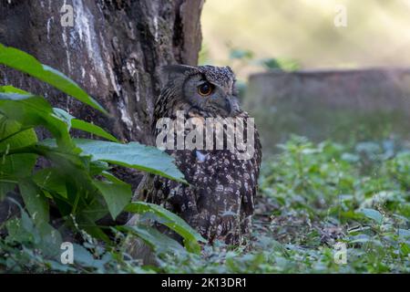 Un primo piano di un gufo di aquila eurasiatica in piedi su erba sotto un albero Foto Stock