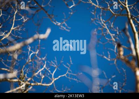 La Luna Mezzaluna del pomeriggio sorge contro un cielo blu isolato tra rami di alberi Foto Stock