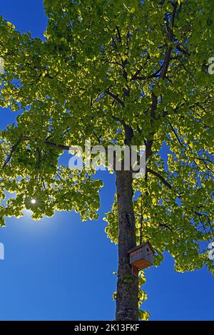 Baum, Nistkasten *** Caption locale *** Europa, Germania, Renania-Palatinato, Speyer, Hafenstraße, Schum-Stadt, albero, scatola di nidificazione, piante, alberi, det Foto Stock