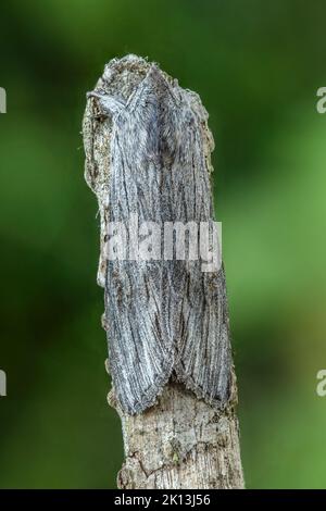 Kräutermönch, Cupullia lucifuga, Noctuidae, Eulenfalter, Distel-Mönch, Distel-Graumönch, Nachtfalter, Natur, Insekt, Schweiz, Lepidoptera, Schmetterli Foto Stock