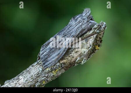 Kräutermönch, Cupullia lucifuga, Noctuidae, Eulenfalter, Distel-Mönch, Distel-Graumönch, Nachtfalter, Natur, Insekt, Schweiz, Lepidoptera, Schmetterli Foto Stock