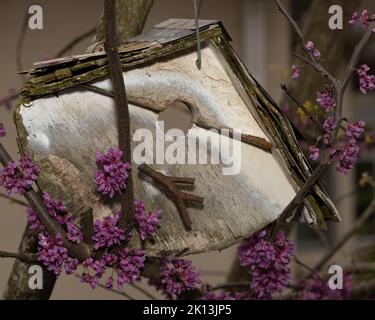 A closeup of a birdhouse on a blooming tree Foto Stock