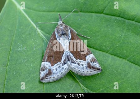 Nachtfalter, Natur, Insekt, Schweiz, Lepidoptera, Schmetterling, Insektensterben, Motten, Nachtaktiv, Tiere, Heidelbeer Schnabeleule, Schnabeleule, Hy Foto Stock