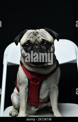 Un ritratto verticale di un adorabile cane Pug in imbracatura rossa in uno studio contro una parete nera Foto Stock