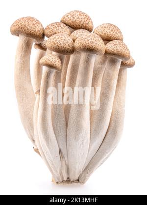 Gruppo di funghi giapponesi commestibili hon shimeji isolati su sfondo bianco. Primo piano. Foto Stock