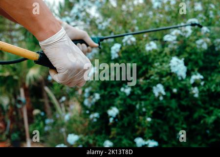 primo piano di un uomo, indossando guanti protettivi, in un terreno agricolo, utilizzando uno spruzzatore a zaino per spruzzare insetticida su un arbusto Foto Stock