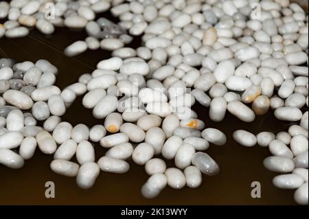 I bozzoli di baco da seta sono immersi in acqua calda Foto Stock