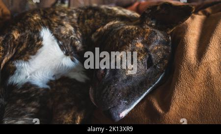 Il toro inglese Terrier è sdraiato sul divano con la testa sul cuscino Foto Stock