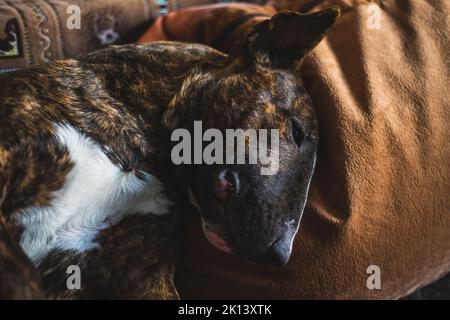 Il toro inglese Terrier è sdraiato sul divano con la testa sul cuscino Foto Stock