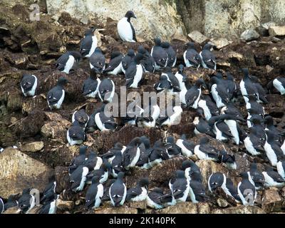 Colonia di Murres a panche di uccelli nella scogliera di Alkefjellet. Ospita oltre 60.000 paia di Guillemots Brunnichs. Arcipelago di Hinlopen, Spitsbergen, Svalbard Foto Stock