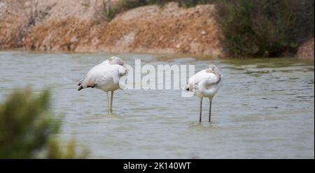 Fenicottero roseo, nel Parco Naturale delle Salinas de Santa Pola, in provincia di Alicante, Spagna Foto Stock